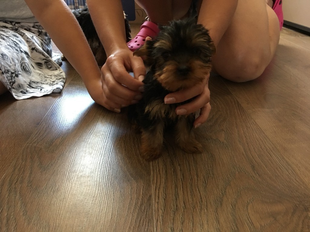 yorkshire terrier puppies for sale gumtree